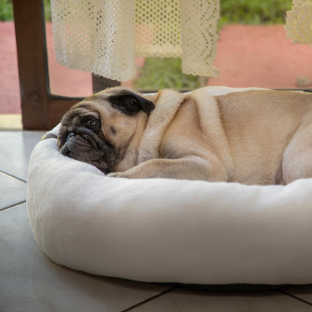 cama confortável para cachorro