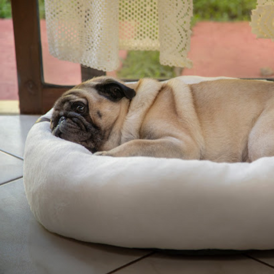 cama confortável para cachorro
